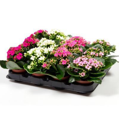 Каланхоэ Calandiva Mix в плошке, Гор23, Выс30 в интернет гипермаркете «Планета Лета». Фото