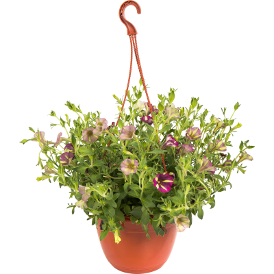 Петуния в кашпо подвесная, Гор22 М Уценка!!! в интернет гипермаркете «Планета Лета». Фото