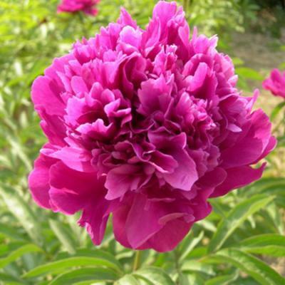 Пион травянистый Китайский Шелк 7Ц (туба) в интернет гипермаркете «Планета Лета». Фото