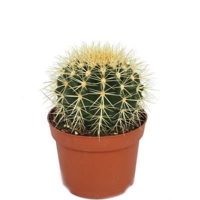 Эхинокактус Grusoni Hybrid Dry Flowers, Гор6, Выс18 в интернет гипермаркете «Планета Лета». Фото