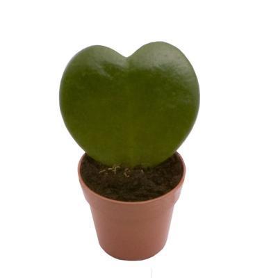 Хойя Kerri, Гор6, Выс15  в интернет гипермаркете «Планета Лета». Фото Хойя Kerri, Гор6, Выс15 в интернет гипермаркете «Планета Лета». Фото