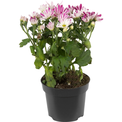 Хризантема гибрид.микс, Гор11, Выс25 в интернет гипермаркете «Планета Лета». Фото