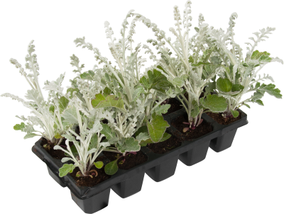 Цинерария клаета (1*10) М в интернет гипермаркете «Планета Лета». Фото