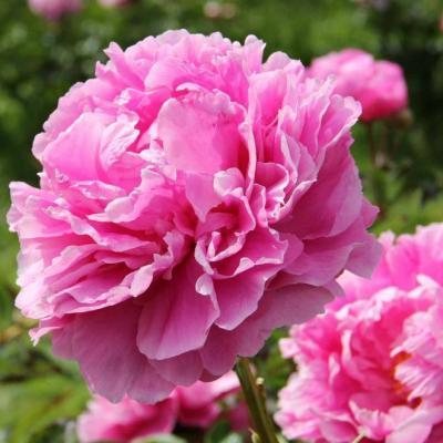 Пион травянистый Алекс Флеминг 7Ц в интернет гипермаркете «Планета Лета». Фото