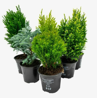 Хвойники микс, Гор12, Выс30 в интернет гипермаркете «Планета Лета». Фото