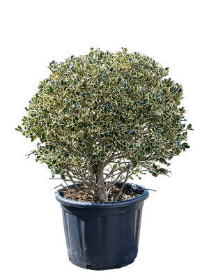 Падуб остролистный Аргентеа Маргината, Гор17 М в интернет гипермаркете «Планета Лета». Фото