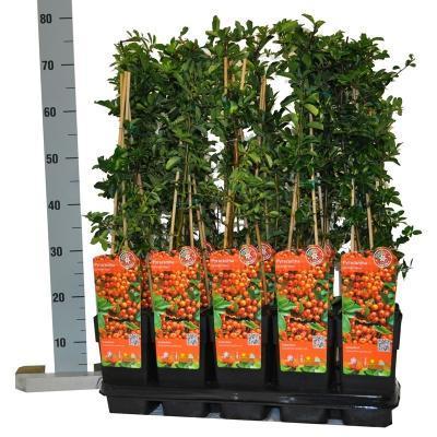 Пираканта Orange Glow, Гор19, Выс 80 в интернет гипермаркете «Планета Лета». Фото