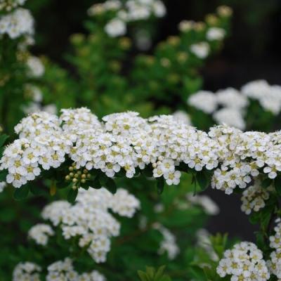 Спирея ниппонская Сноумаунд П в интернет гипермаркете «Планета Лета». Фото
