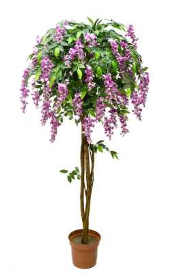 Глициния ф.зонтик, Гор33, Выс180 в интернет гипермаркете «Планета Лета». Фото