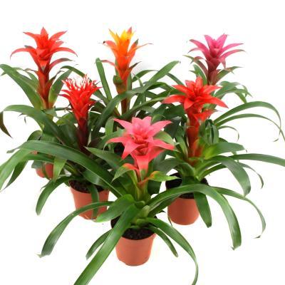 Гузмания Mix, Гор12, Выс50 в интернет гипермаркете «Планета Лета». Фото