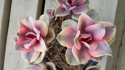 Эчеверия color, Гор9, Выс10 в интернет гипермаркете «Планета Лета». Фото