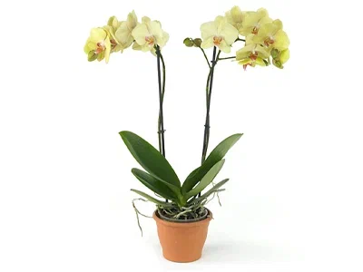 Фаленопсис Anthura Milan, Гор12, Выс65 в интернет гипермаркете «Планета Лета». Фото