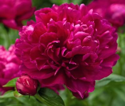 Пион травянистый Феликс Суприм 7Ц в интернет гипермаркете «Планета Лета». Фото