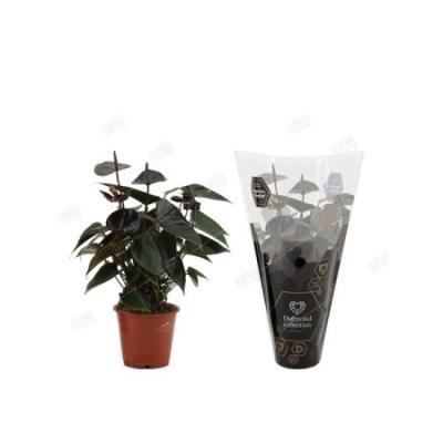 Антуриум black love 4 fl., Гор12, Выс36 в интернет гипермаркете «Планета Лета». Фото