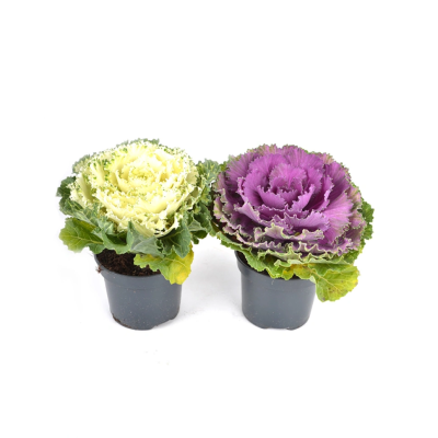 Капуста декоративная, Гор11 М в интернет гипермаркете «Планета Лета». Фото