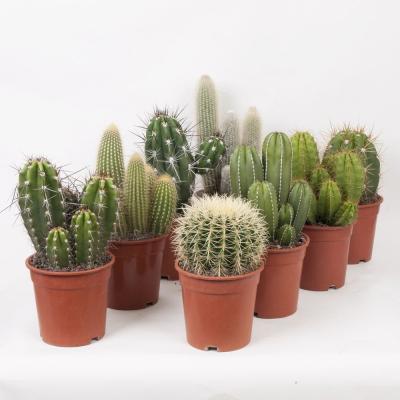 Кактус Mix, Гор17, Выс30 в интернет гипермаркете «Планета Лета». Фото