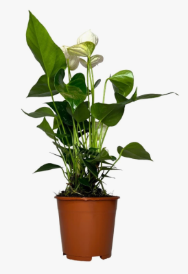 Антуриум Princess Alexia, Гор17, Выс65 в интернет гипермаркете «Планета Лета». Фото