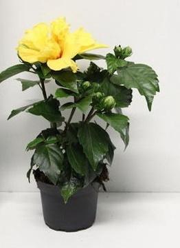 Гибискус Koenig, Гор13, Выс40 в интернет гипермаркете «Планета Лета». Фото