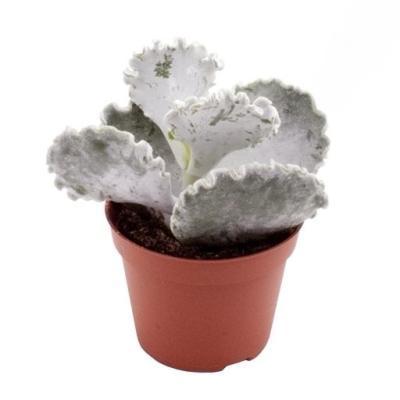 Котиледон, Гор9, Выс15 в интернет гипермаркете «Планета Лета». Фото