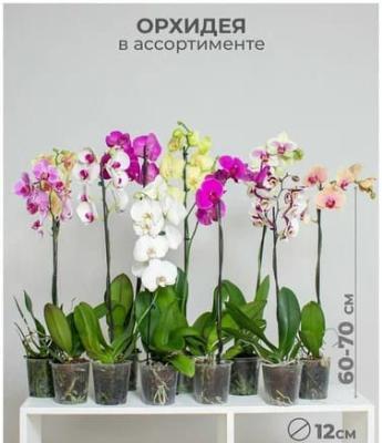 Фаленопсис 1 pp Mix, Гор12, Выс65, II в интернет гипермаркете «Планета Лета». Фото