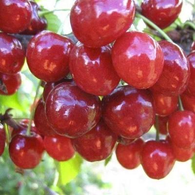 Вишня Дюк Краса Севера С4 Выс150 в интернет гипермаркете «Планета Лета». Фото