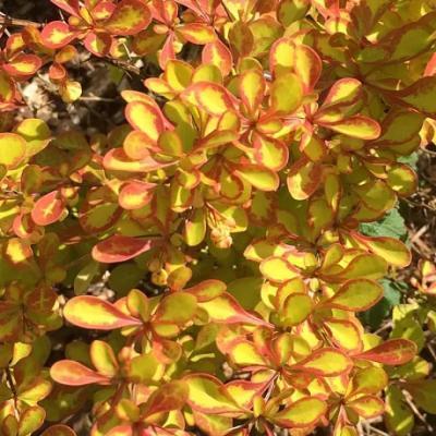 Барбарис Т.Summer Sunset, Гор17, Выс20 в интернет гипермаркете «Планета Лета». Фото