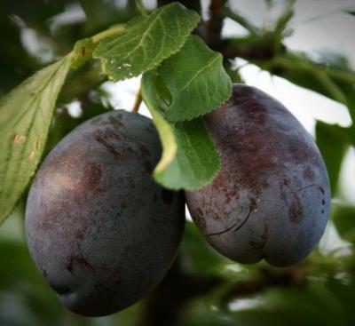 Слива Стенлей 2-летка С4 Выс140 в интернет гипермаркете «Планета Лета». Фото