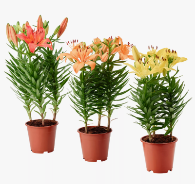 Лилия сортовая, М в интернет гипермаркете «Планета Лета». Фото