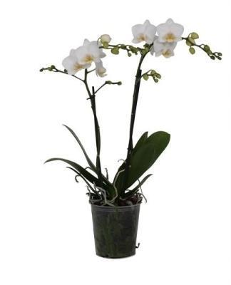 Фаленопсис 2 pp Anthura Venice, Гор12, Выс50 в интернет гипермаркете «Планета Лета». Фото