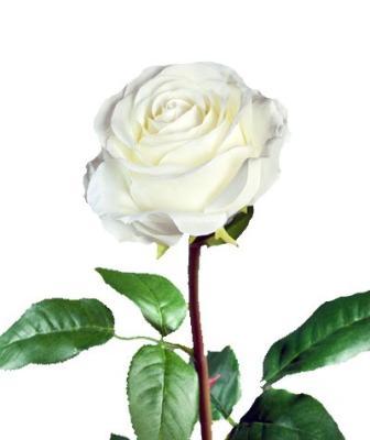 Роза Соло Нью большая белая в-72 см, бутон в-7, д-10 см  12/48 30.0612100WH в интернет гипермаркете «Планета Лета». Фото