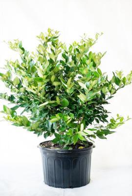 Бирючина японск.Excelsum Superba штамб, Гор33, Выс150 И в интернет гипермаркете «Планета Лета». Фото