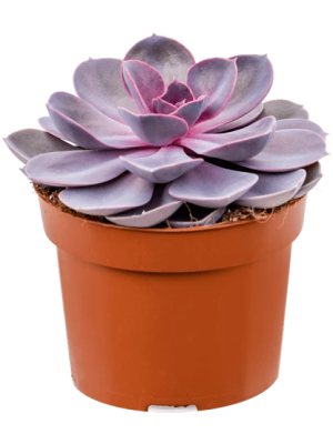 Эчеверия Purple Pearl, Гор12, Выс20 в интернет гипермаркете «Планета Лета». Фото