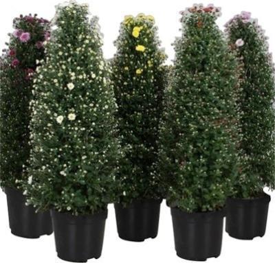 Хризантема ф.пирамида, Гор19, Выс50 в интернет гипермаркете «Планета Лета». Фото