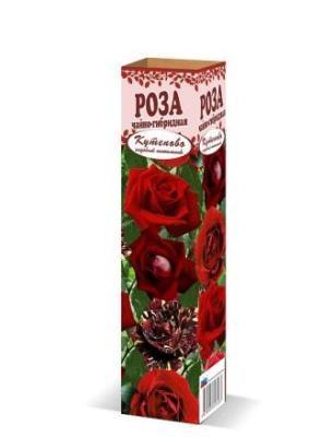 Роза чайно-гибридная в коробке Кут в интернет гипермаркете «Планета Лета». Фото