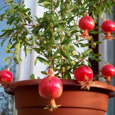 Гранат карликовый Нана/ЦКор в интернет гипермаркете «Планета Лета». Фото