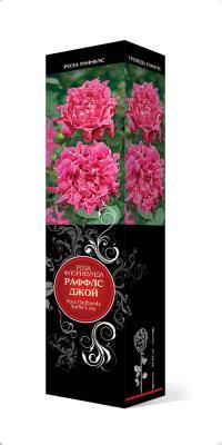 Роза Раффлс флорибунда Раффлс Джой Люкс П в интернет гипермаркете «Планета Лета». Фото