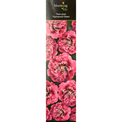 Пион рока Пурпурный Океан (туба) в интернет гипермаркете «Планета Лета». Фото