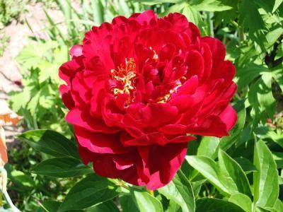 Пион травянистый Храбрый Воин 7Ц в интернет гипермаркете «Планета Лета». Фото