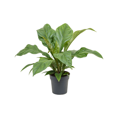 Антуриум Niet Bloeiend Crassinervium Jungle Bush, Гор24, Выс70 в интернет гипермаркете «Планета Лета». Фото