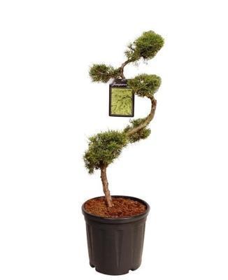 Бонсай Можжевельник средн.Pfitzeriana, Гор60, Выс200 И в интернет гипермаркете «Планета Лета». Фото